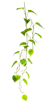 Trailing Vine- 1.2m Pothos